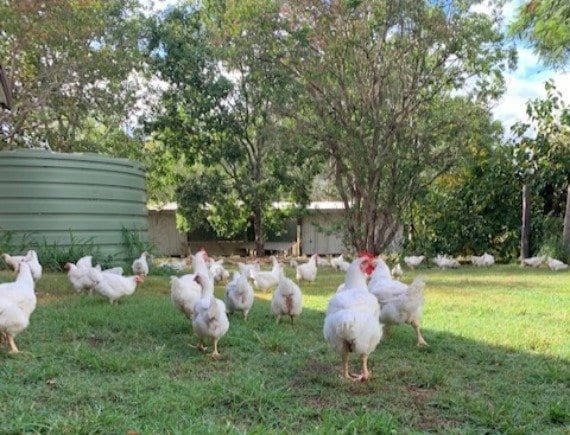 chicken farmer Brisbane certified organic organic butcher Brisbane organic meat Brisbane